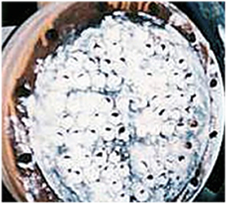 
Echangeur de chaleur tubulaire calcifié
